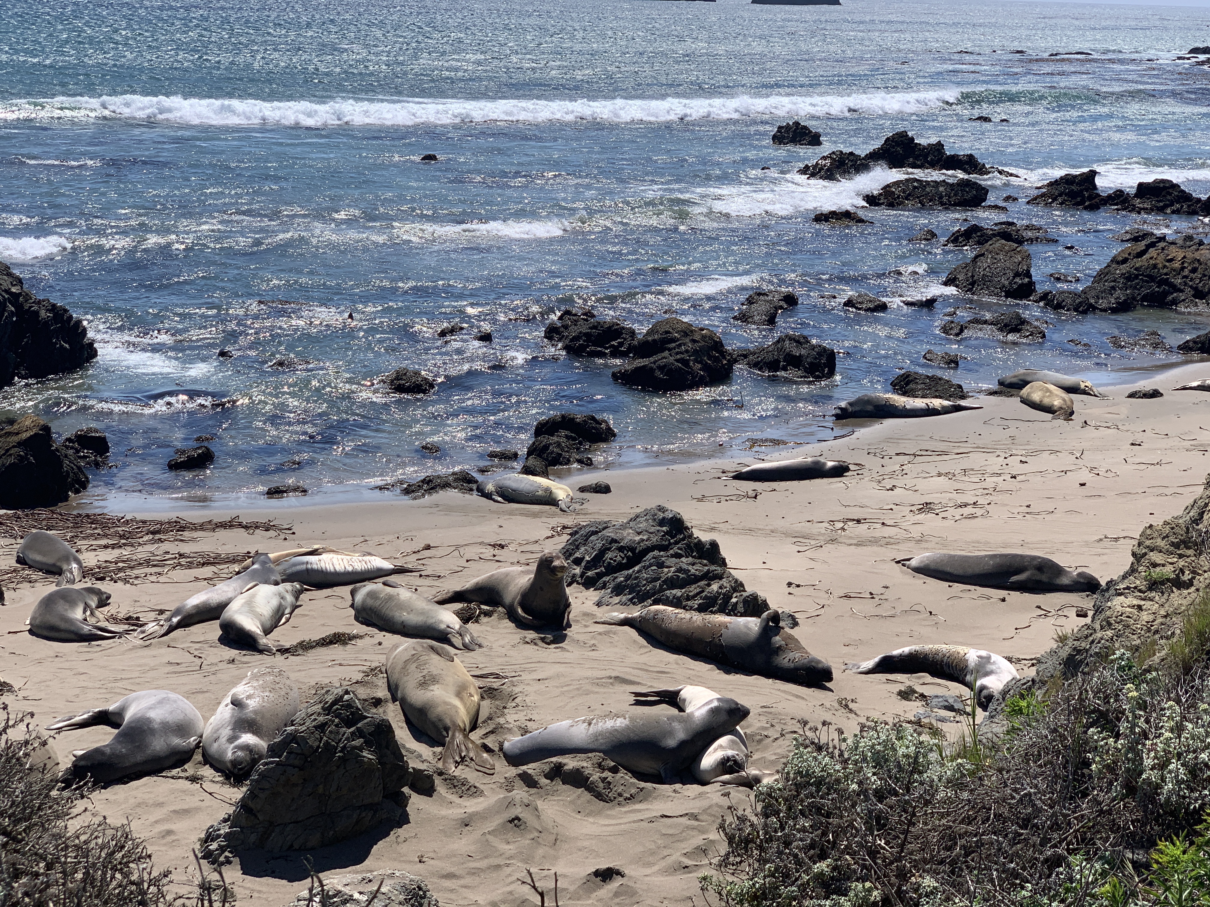 Your moment of Zen – elephant seals in San Simeon